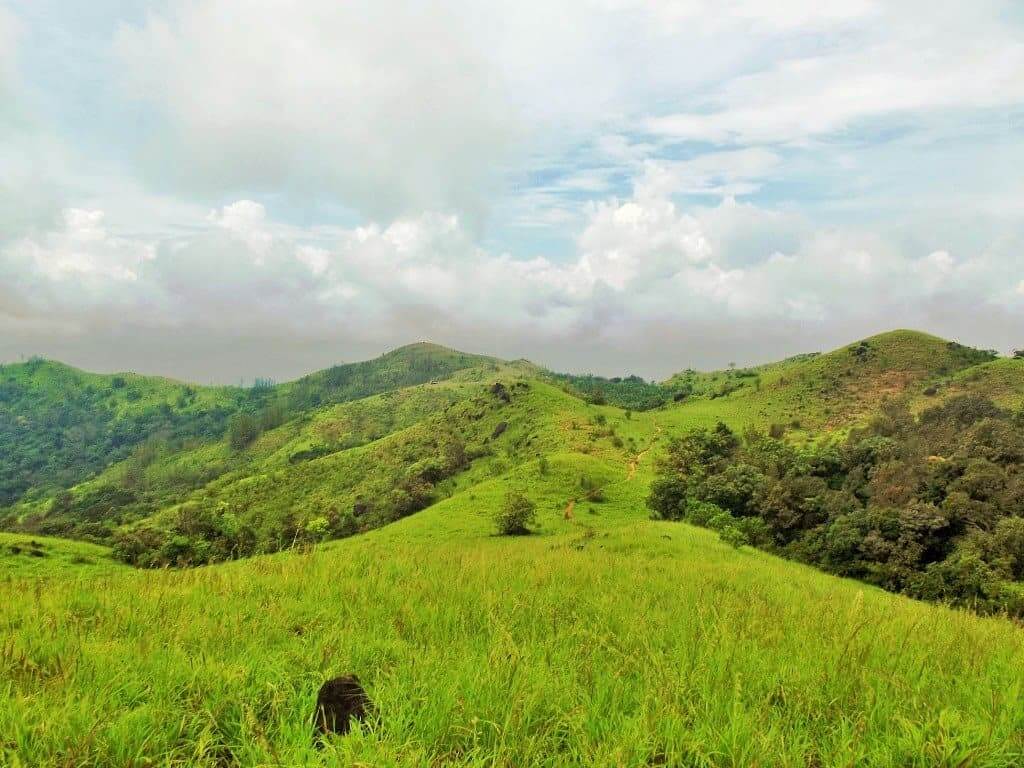 green meadows in Agumbe