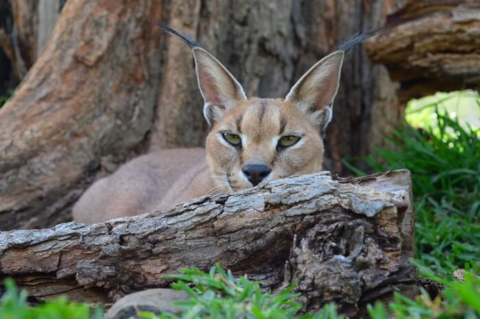 Big Cats Viewing in Casela Nature Park