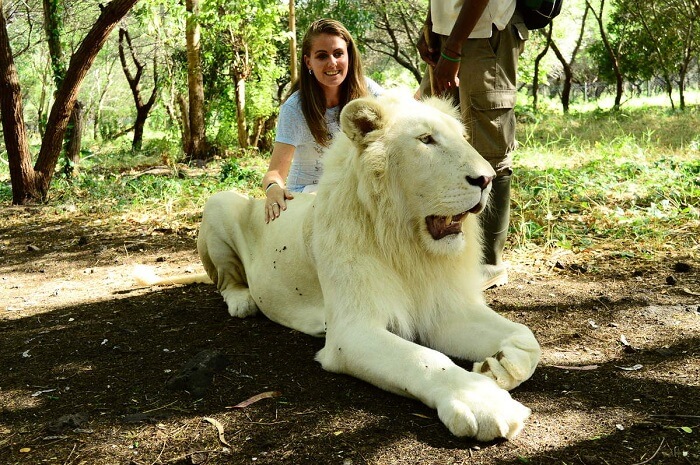 interaction with lions