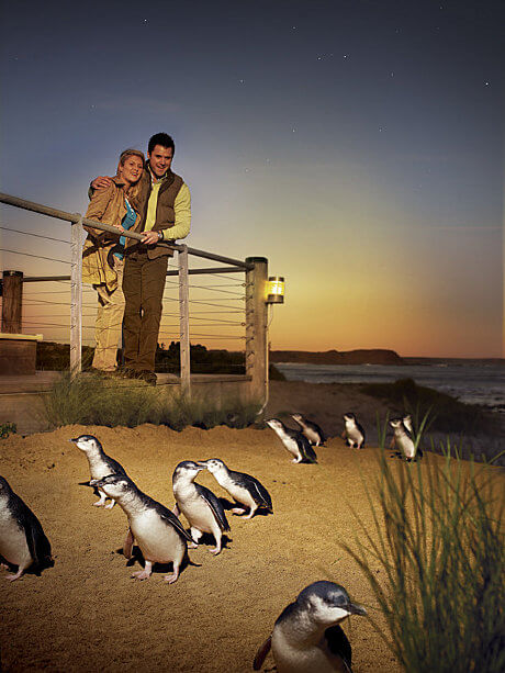 Couple watching penguin parade in phillip island