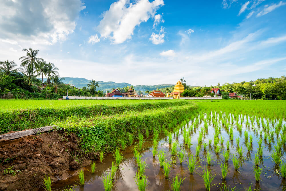 Kanchipuram rice fields