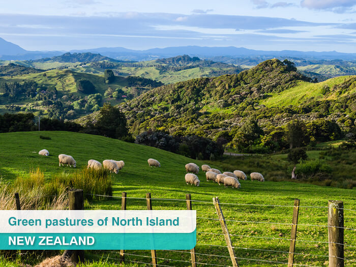 Green pastures of North Island, New Zealand