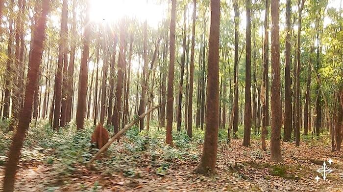 Forest in Jim Corbett