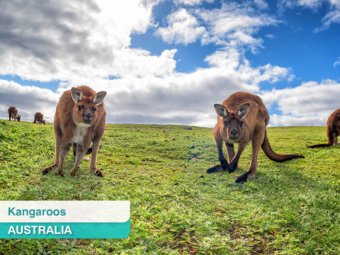 Kangaroos in Australia