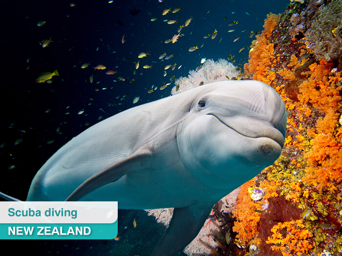 Marine life in New Zealand