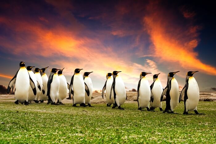 King Penguins in the Falkland Islands