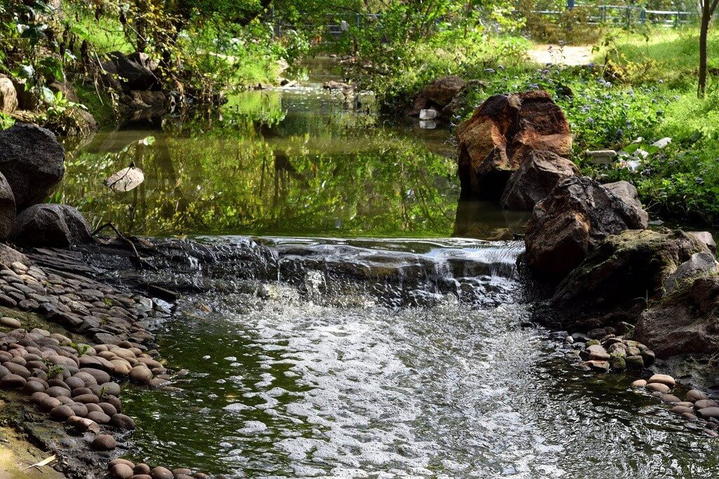 a small pond in Smriti Van Jaipur
