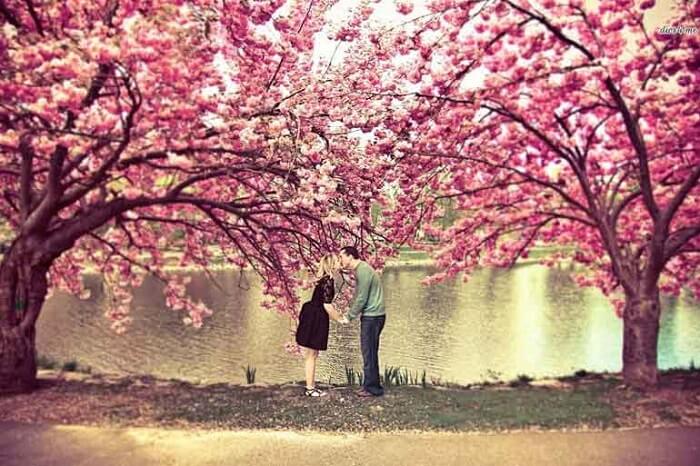 Romantic couple kissing under a tree in Kyoto, Japan