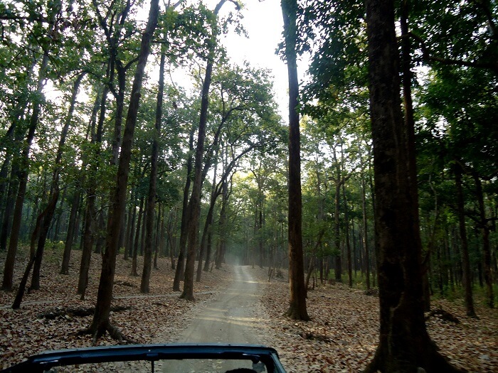 jungle safari