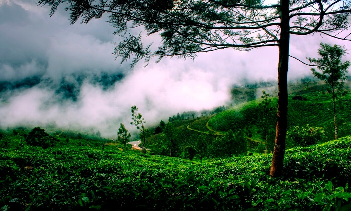 Reasons Why Monsoons In Kerala Are The Best Time To Visit