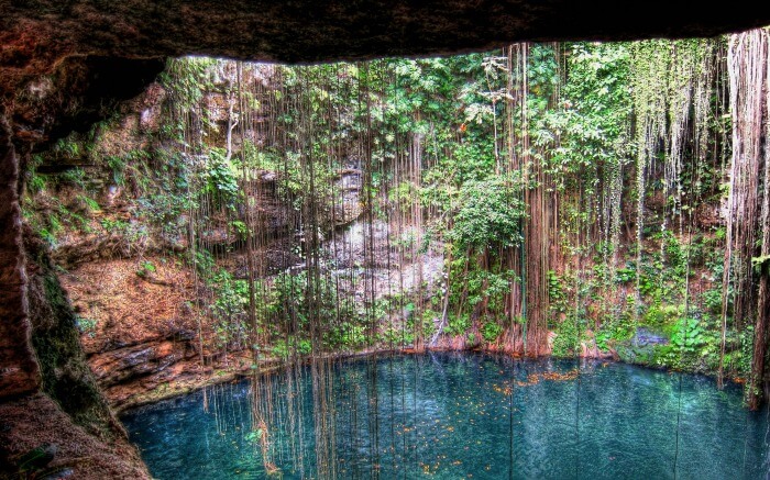 Vines hanging above Cenotes in Mexico