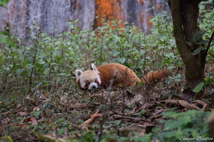 Red panda at Darjeeling Zoo