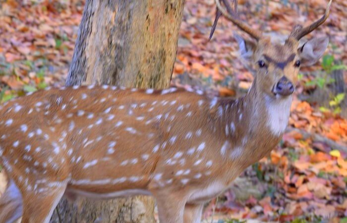 jim corbett deer
