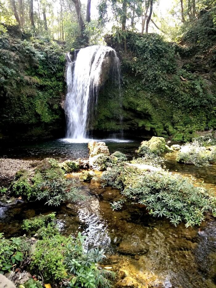 natural beauty in jungle