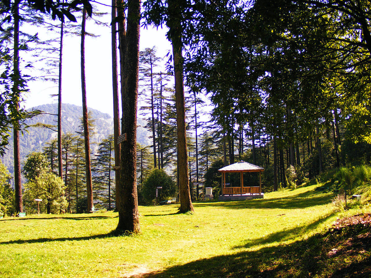 deodar trees in Dhanaulti
