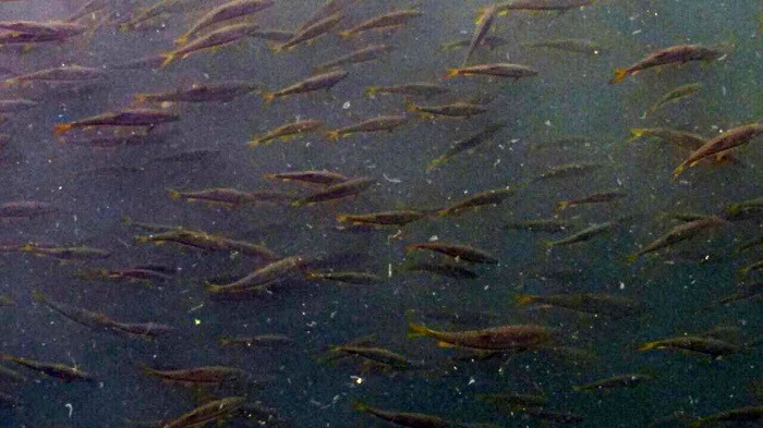 under water view