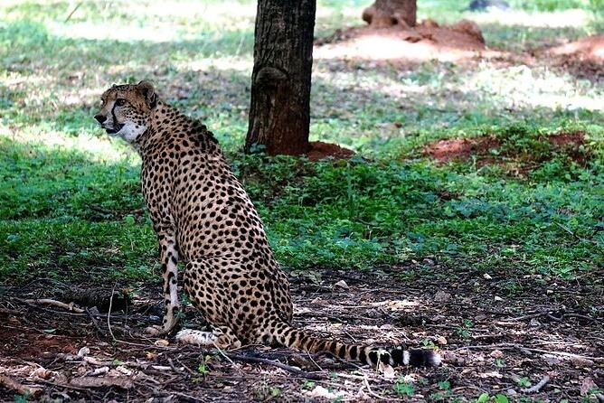 Nehru Zoological Park