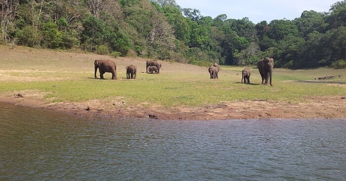 Periyar National Park: Your 2022 Guide To Plan A Day Tour In Kerala's Lap