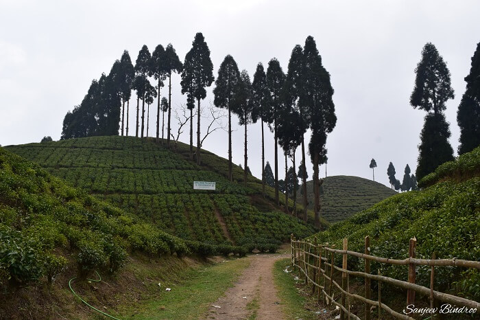 Tea Gardens in Darjeeling
