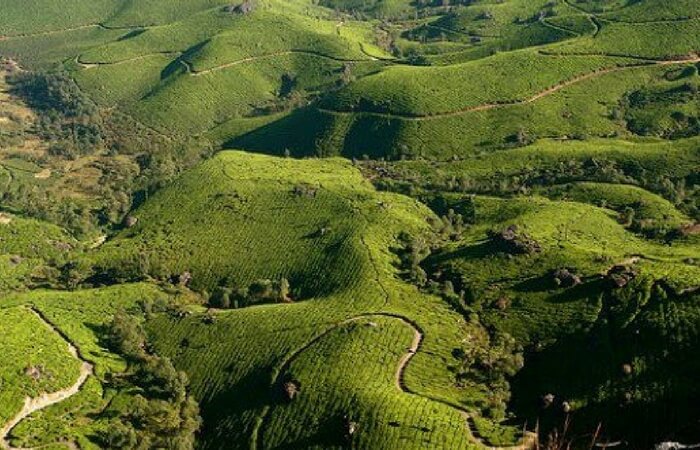 Top view of plantations in Peermade in Idukki