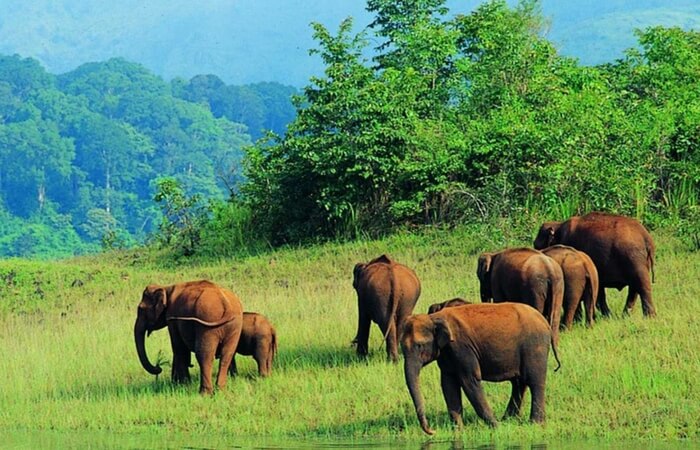 Elephants walking in a herd in Periyar Wildlife Sanctuary in Thekkady
