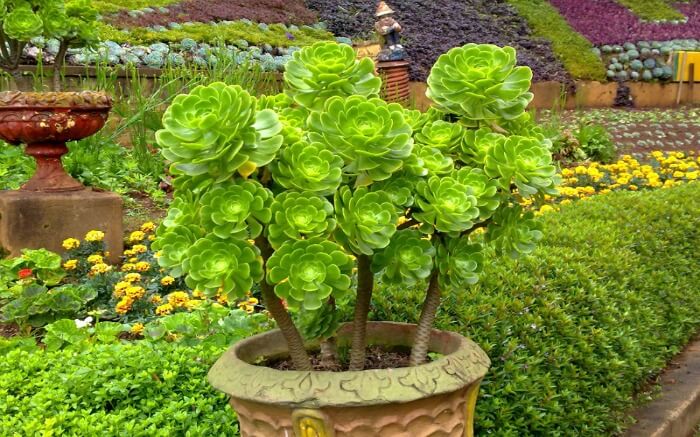 green roses and yellow roses in Rose Garden of Ooty