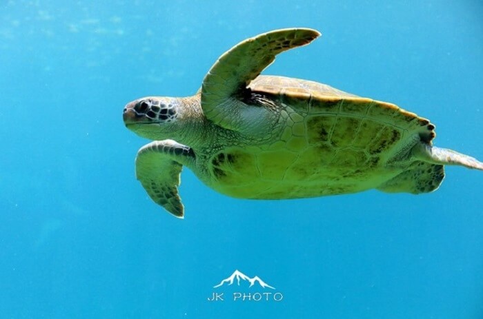 Kelonia Turtle Sanctuary in Reunion Island, France