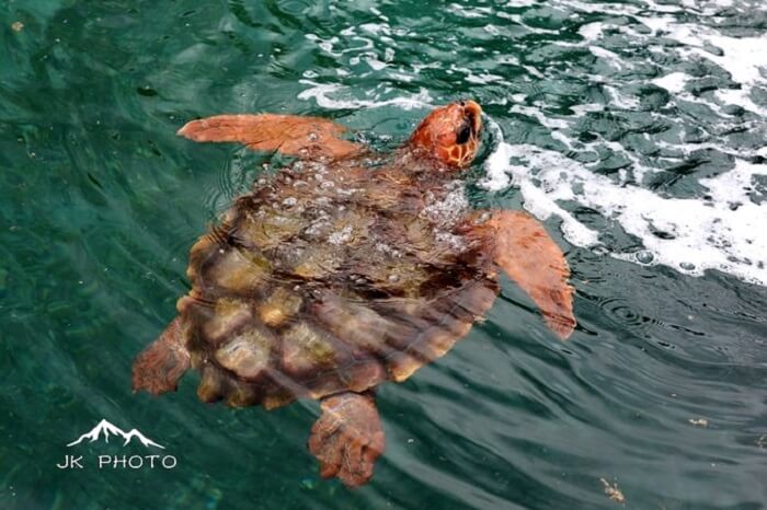 Inside the Kelonia Turtle Sanctuary in Reunion Island, France