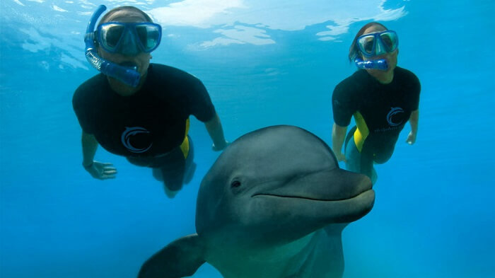 Swimming with Dolphins in Out Islands, Bahamas