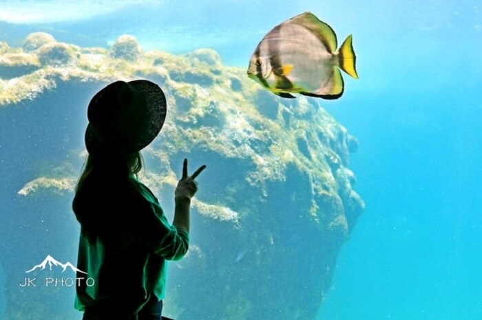 Kelonia Turtle Sanctuary in Reunion Island, France