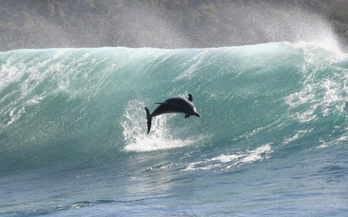 A dolphin diving during high tides