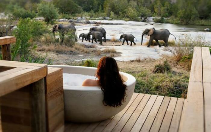 A woman in a bathtub looking at the elephants in the open
