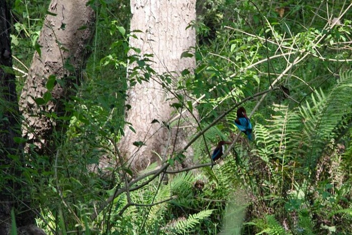 Coorg