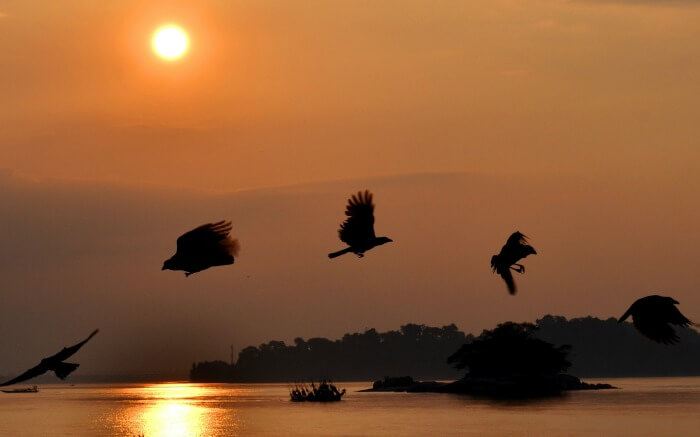 Silhouette of birds in Guwahati