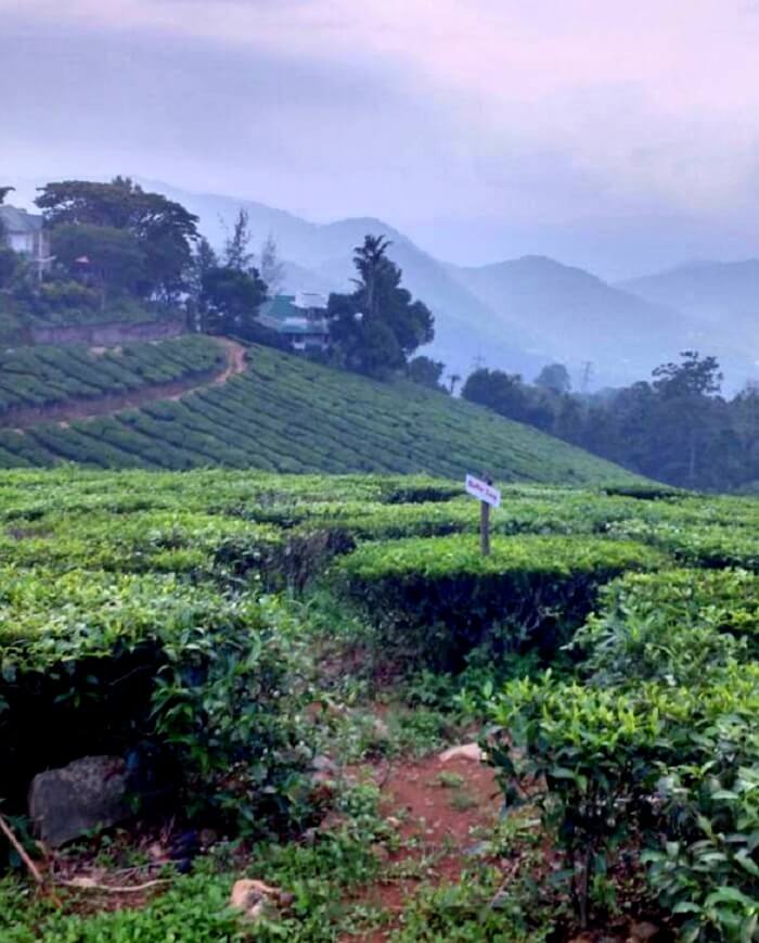 Beauty of munnar