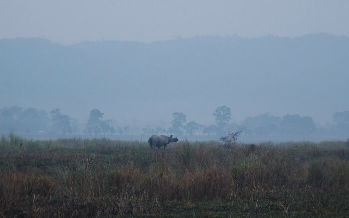 One-horned rhino in Kaziranga