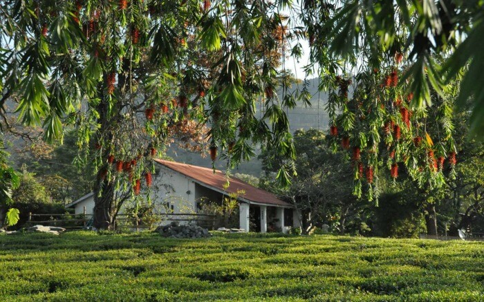 Lush greenery around Darang Tea Estate in Kangra