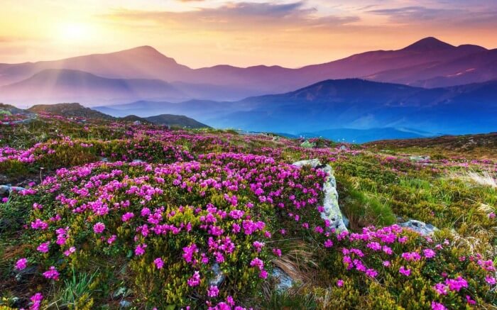 Valley of flowers in Uttarakhand