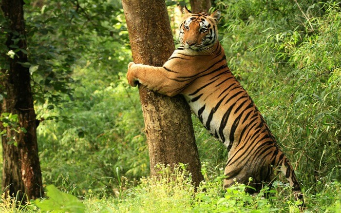 a bengal tiger hugging a tree