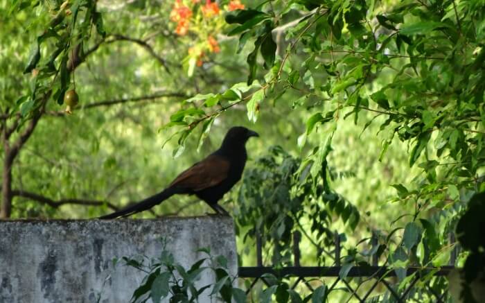 a black bird sitting on a wall in national park