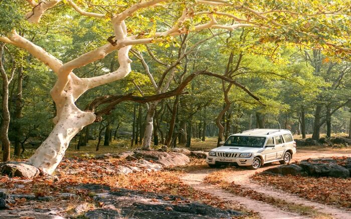 a jeep in in Panna National Park