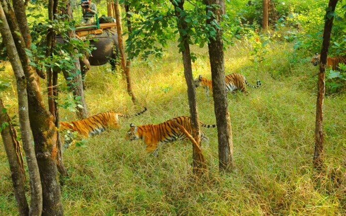 a pride of bengal tiger in a national park