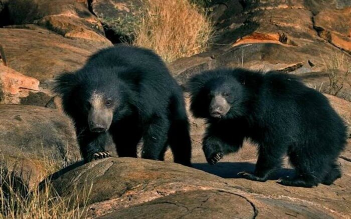 black sloth bears in Sanjay-Dubri National Park And Wildlife Sanctuary