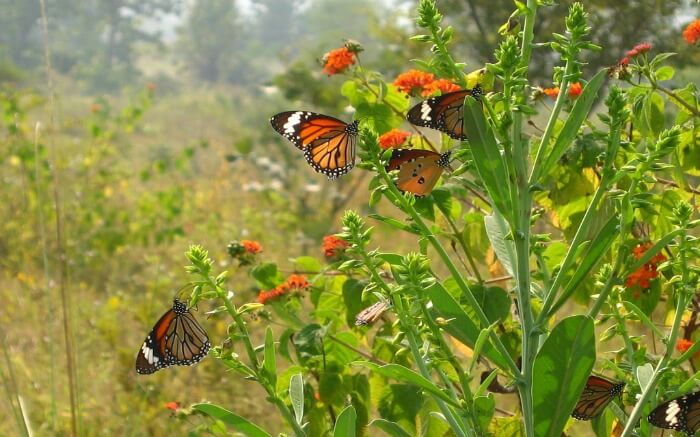 butterflies in Panna National Park