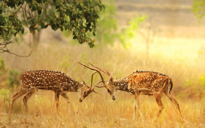 deers fighting in a national park