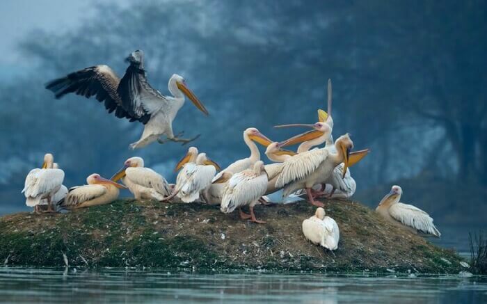 migratory birds on a small island in Bharatpur Bird Sanctuary