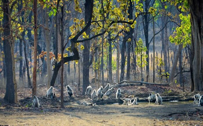 monkeys in national park fo Pench