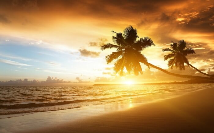 palms tree shades at a beach during sunset