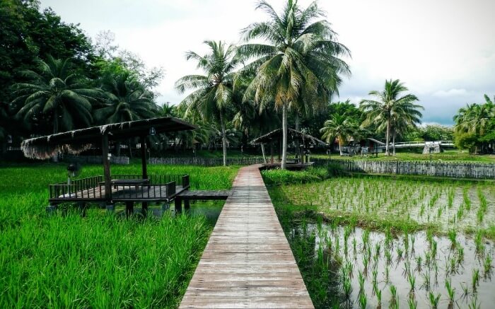 rice museum of Langkawi