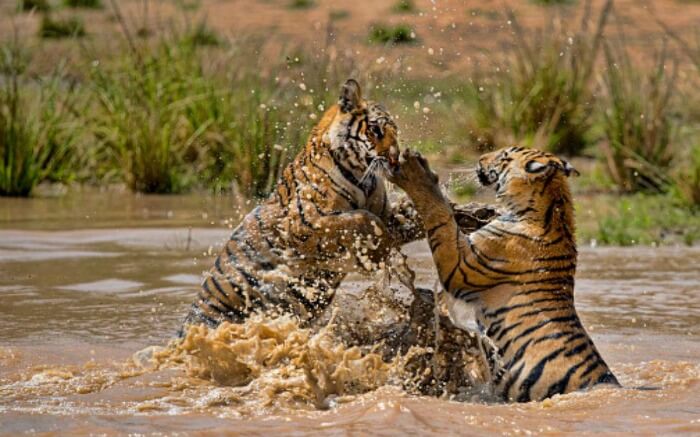 two bengal tigers playing in water